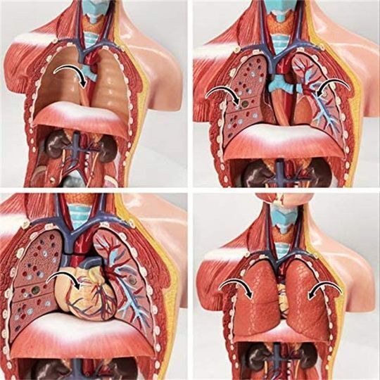 Modèle d'assemblage 4D de l'anatomie des organes humains
